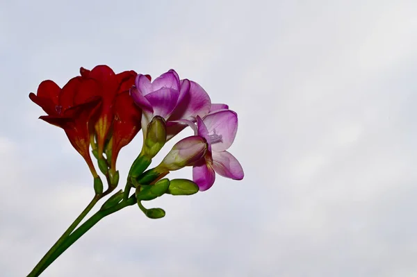 Hermoso Ramo Flores Sobre Fondo Azul Cielo —  Fotos de Stock