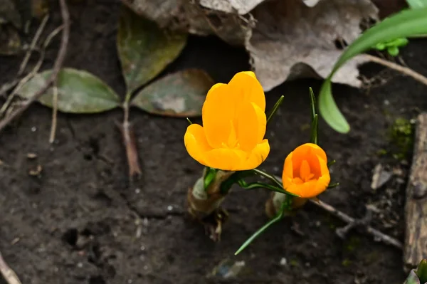 Hermosas Flores Que Crecen Jardín Verano Día Soleado — Foto de Stock