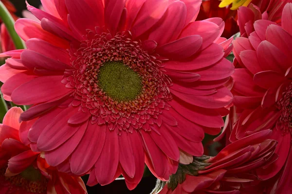 Strauß Schöner Gerbera Blumen Auf Dunklem Hintergrund Sommerkonzept Nahsicht — Stockfoto