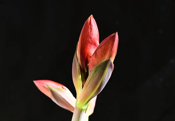 Flores Tiernas Sobre Fondo Negro Cerca —  Fotos de Stock