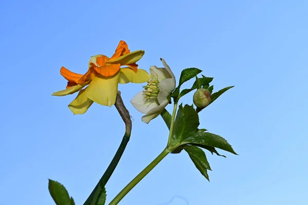 青空に緑の葉を持つ素晴らしい花々背景 — ストック写真