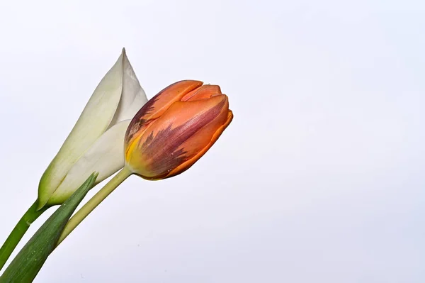 Schöner Blumenstrauß Auf Blauem Himmel Hintergrund — Stockfoto