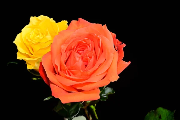 Schöne Rosenblüten Auf Dunklem Hintergrund Sommerkonzept Nahsicht — Stockfoto