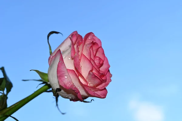 Krásný Růžový Květ Pozadí Oblohy Letní Koncept Zblízka — Stock fotografie