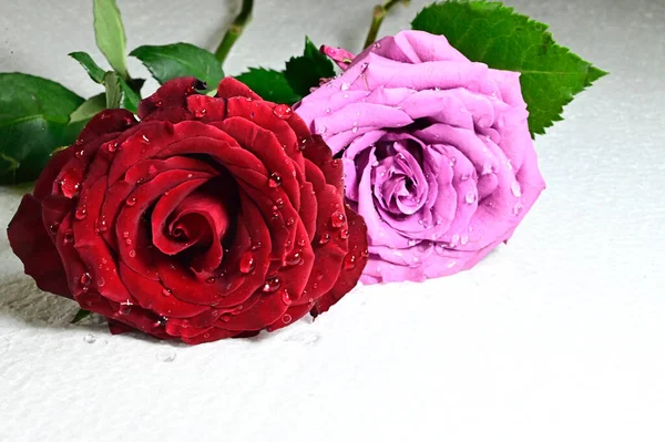 Schöne Rosenblüten Auf Grauem Hintergrund Sommerkonzept Nahsicht — Stockfoto