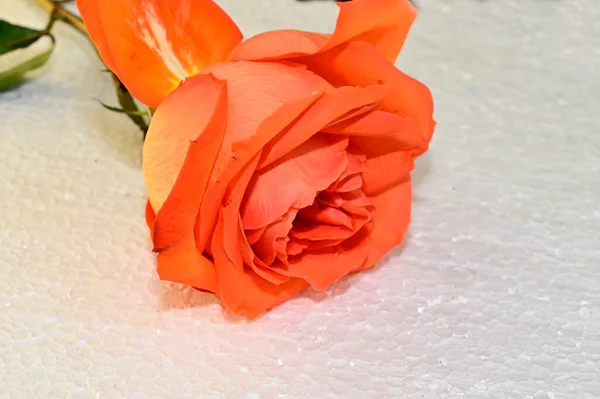 Piękny Kwiat Róży Jasnym Tle Koncepcja Latem Widok Bliska — Zdjęcie stockowe