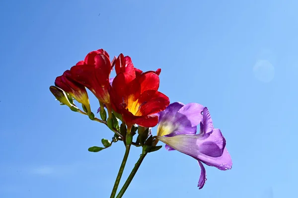 青空に色とりどりの花が咲く背景 — ストック写真