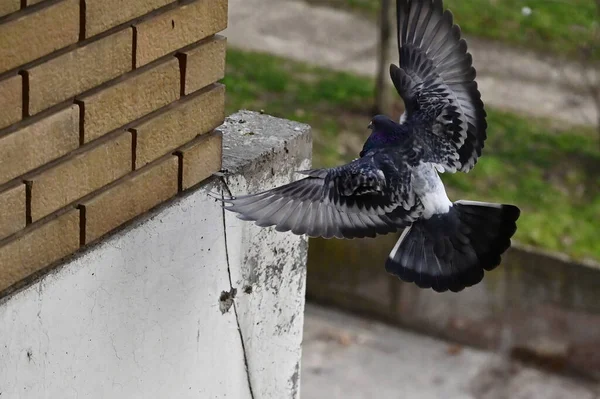 Mignon Petit Pigeon Volant Plein Air Vue Près — Photo
