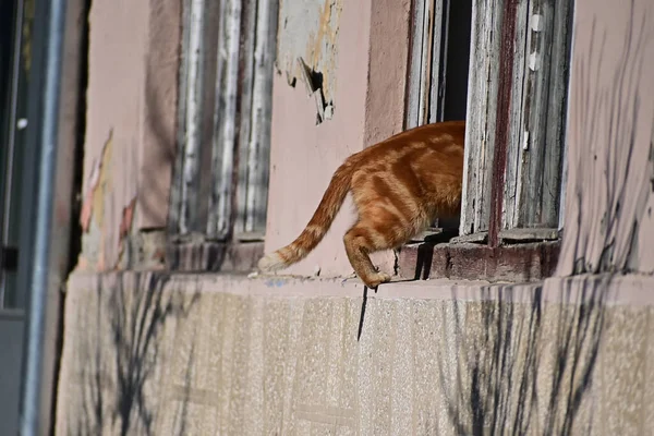 村の家の窓の猫 — ストック写真