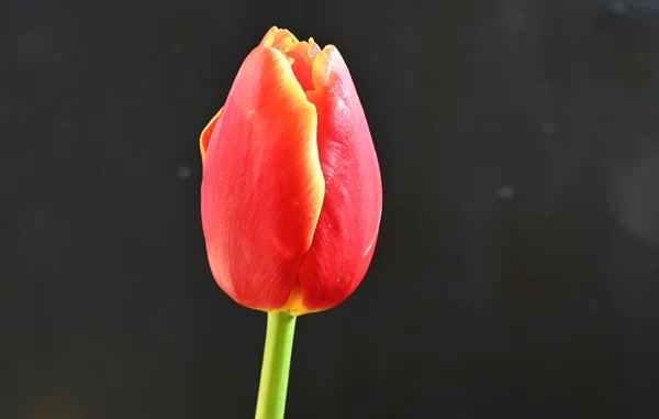 Zarte Blumen Auf Schwarzem Hintergrund Nahaufnahme — Stockfoto