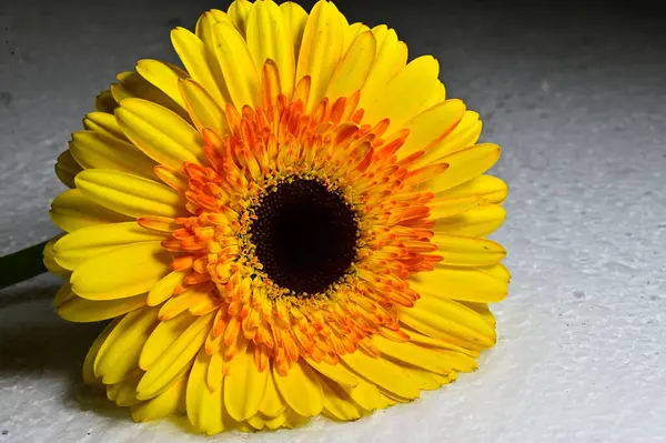 Close Gerbera Flower — Stock Photo, Image