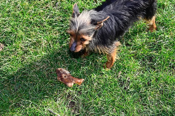 Schattig Hond Het Hebben Van Plezier Buiten Zomerdag — Stockfoto