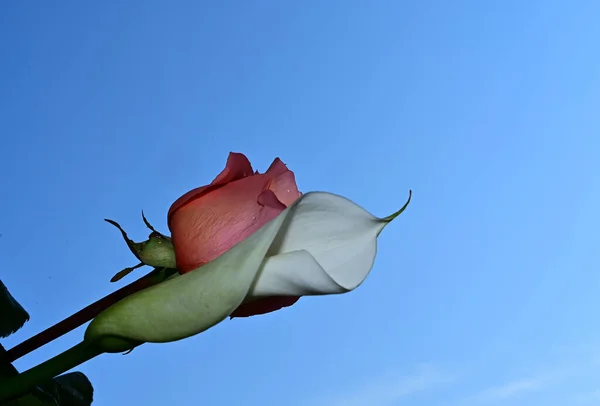 Belas Flores Fundo Céu Azul — Fotografia de Stock