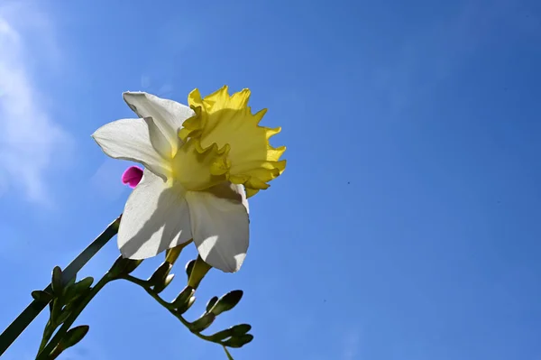 Erstaunliche Blumen Blühen Mit Grünen Blättern Auf Blauem Himmel Hintergrund — Stockfoto