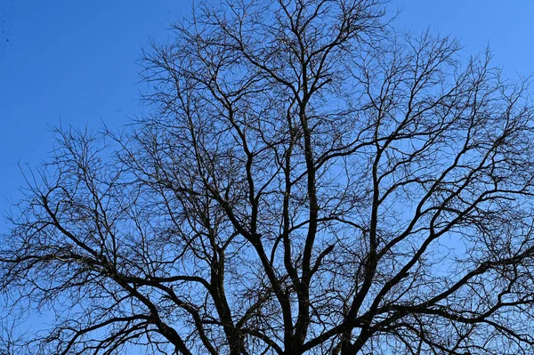 Мальовничий Вид Красиві Голі Дерева Фоні Блакитного Весняного Неба — стокове фото