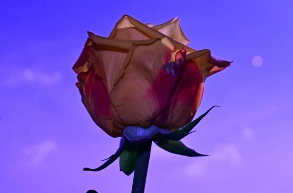 Belle Fleur Rose Sur Fond Ciel Concept Été Vue Rapprochée — Photo
