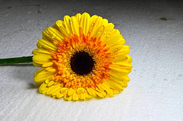 ゲルベラの花を閉じて — ストック写真