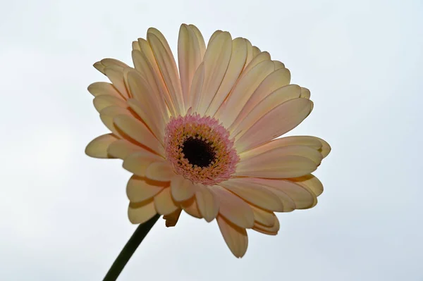Gökyüzü Arka Planında Güzel Gerbera Çiçeği Yaz Konsepti Yakın Görüş — Stok fotoğraf