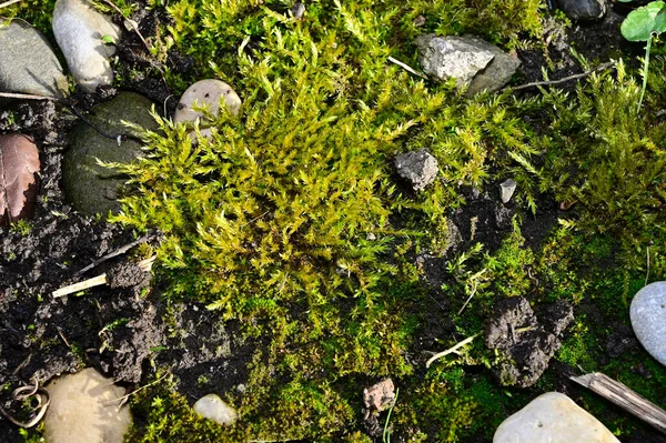 Vista Das Plantas Crescendo Jardim Dia Ensolarado Verão — Fotografia de Stock