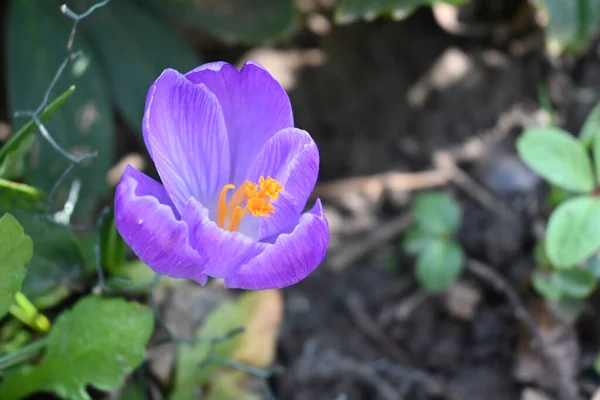 Hermosa Flor Que Crece Jardín Verano Día Soleado — Foto de Stock