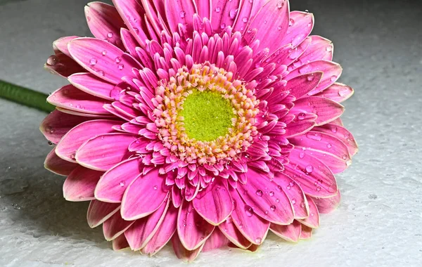 Zblízka Gerbera Květiny — Stock fotografie