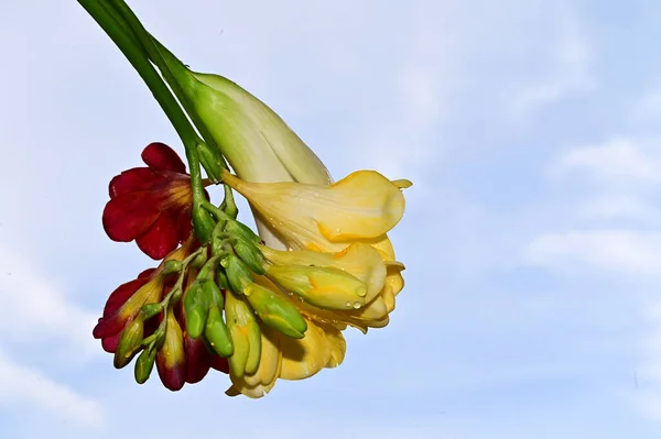 Kolorowe Kwiaty Kwitną Błękitnym Tle Nieba — Zdjęcie stockowe
