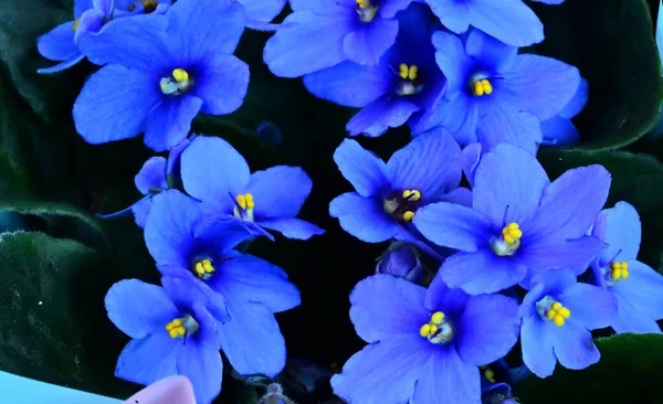 Hermosas Flores Que Crecen Jardín Verano Día Soleado — Foto de Stock