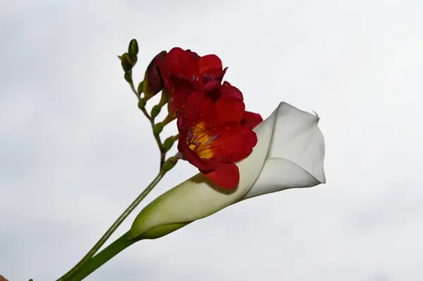 青空に色とりどりの花が咲く背景 — ストック写真