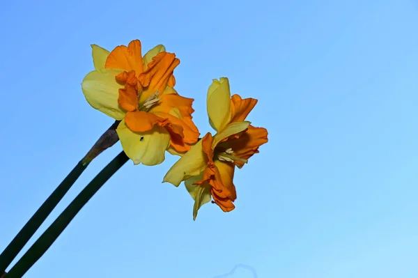 Beautiful Daffodils Sky Background Summer Concept Close View — Stock Photo, Image