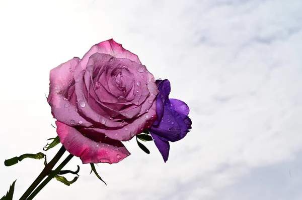 Mooie Bloemen Blauwe Lucht Achtergrond — Stockfoto