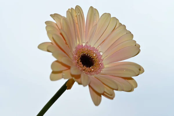 Gökyüzü Arka Planında Güzel Gerbera Çiçeği Yaz Konsepti Yakın Görüş — Stok fotoğraf