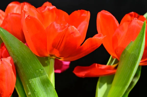 Beautiful Tulip Flowers Dark Background Summer Concept Close View — Stock Photo, Image