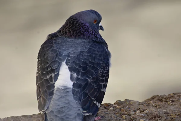 Küçük Sevimli Güvercin Dışarıda Oturuyor Yakın Görüş — Stok fotoğraf