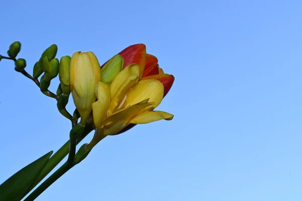 Hermosas Flores Sobre Fondo Cielo Azul —  Fotos de Stock