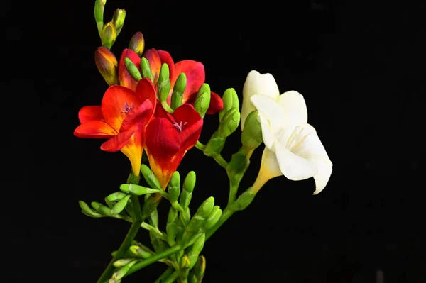 Bouquet Beautiful Freesias Dark Background Summer Concept Close View — Stock Photo, Image