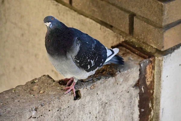 Niedliche Kleine Taube Sitzt Freien Nahsicht — Stockfoto