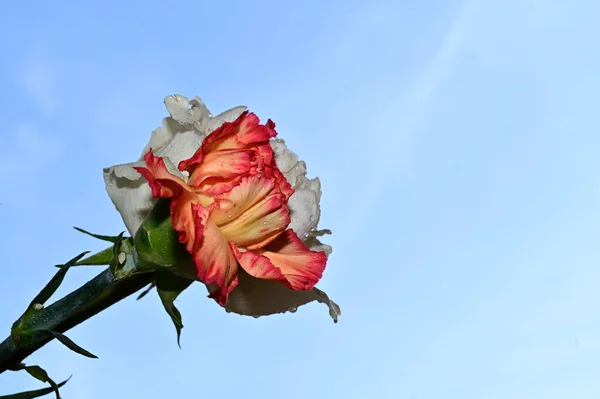 beautiful carnation and rose flowers on blue sky background