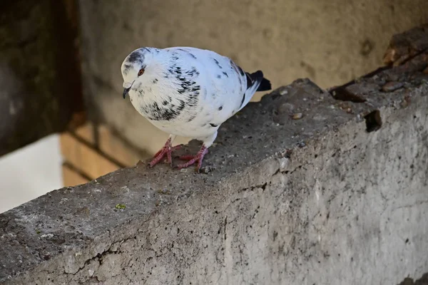 Lindo Palomita Sentado Aire Libre Vista Cercana — Foto de Stock