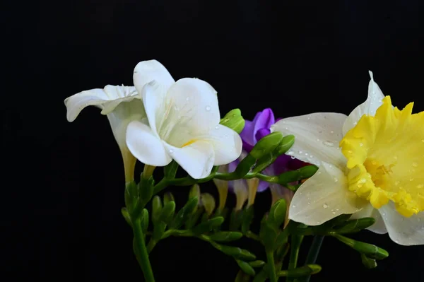 Ramo Hermosas Flores Sobre Fondo Oscuro Concepto Verano Vista Cercana —  Fotos de Stock