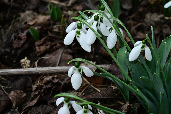 beautiful flowers growing in garden at summer sunny day 
