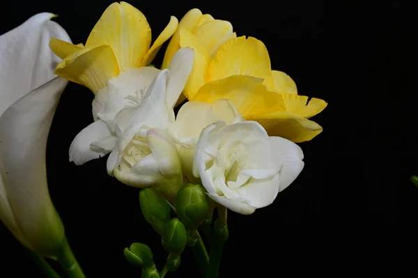 Flores Bonitas Fundo Escuro Conceito Verão Vista Próxima — Fotografia de Stock