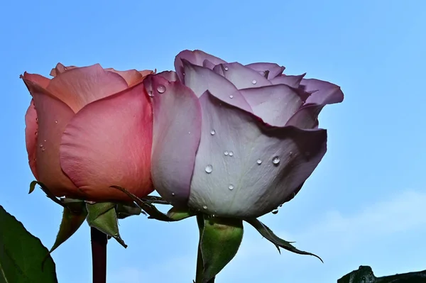 Fragile Roses Blossom Blue Sky Background — Stock Photo, Image