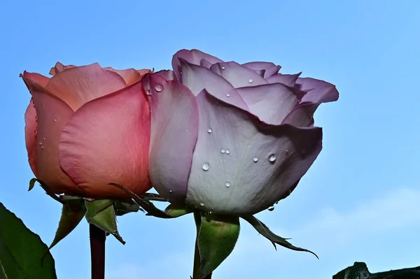 Fragiele Rozen Bloeien Blauwe Lucht Achtergrond — Stockfoto