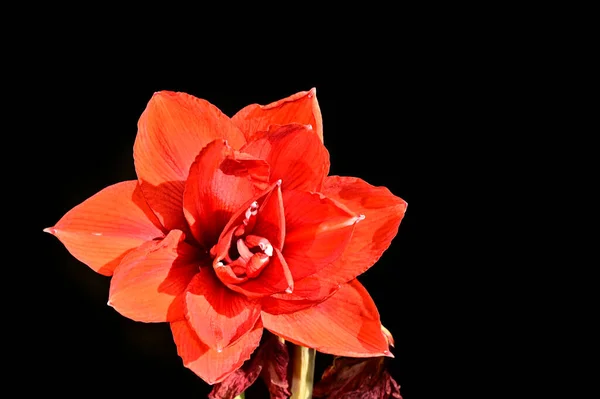 Siyah arka planda yumuşak çiçekler. Kapat..