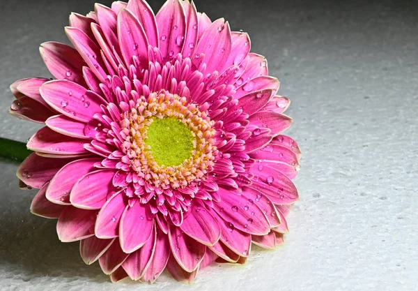 Zbliżenie Gerbera Kwiat — Zdjęcie stockowe