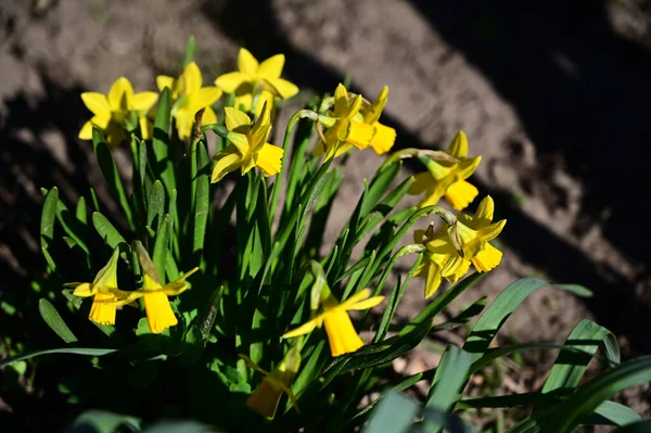 Belles Fleurs Jonquille Poussant Dans Jardin Journée Ensoleillée Été — Photo