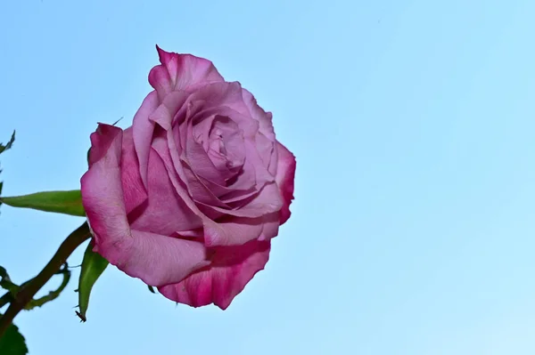 蓝天背景下的脆弱的玫瑰 — 图库照片
