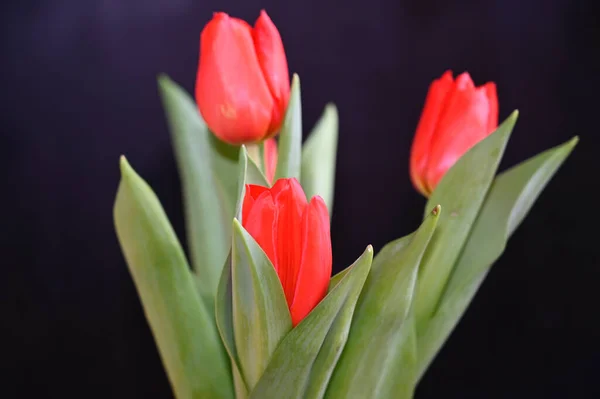 Wunderschöne Tulpenblüten Auf Dunklem Hintergrund Sommerkonzept Nahsicht — Stockfoto