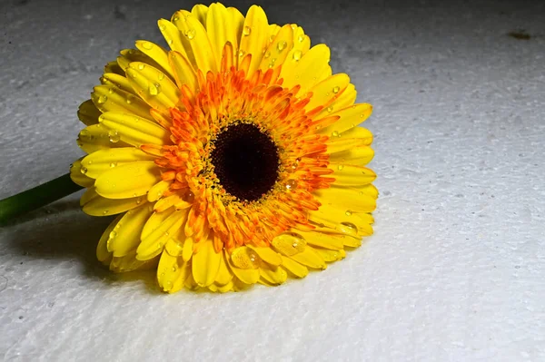 Close Gerbera Flower — Stock Photo, Image