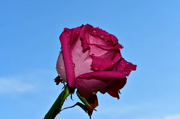 Roses Lumineuses Sur Fond Bleu Ciel — Photo